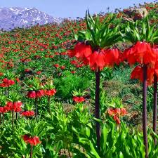 نسل‌کُشی لاله‌ها در دشت سپیدان