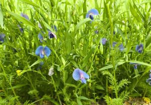 برداشت لگوم علوفه ای خلر برای اولین بار در بیضا