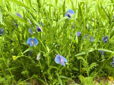 برداشت لگوم علوفه ای خلر برای اولین بار در بیضا