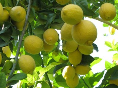 صادرات بیش از ۶۰۰ تن لیمو لیسبون جهرم به کشور‌های اوراسیا