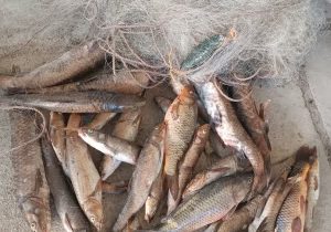 کشف و ضبط مجدد چندین قطعه ماهی و رشته تور ماهیگیری از صیادان غیر مجاز دریاچه سد سلمان فارسی