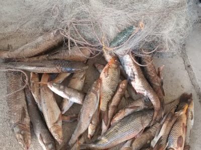 کشف و ضبط مجدد چندین قطعه ماهی و رشته تور ماهیگیری از صیادان غیر مجاز دریاچه سد سلمان فارسی