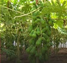 برداشت میوه استوایی در جنوب فارس