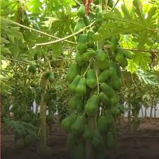 برداشت میوه استوایی در جنوب فارس