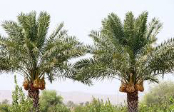 عطر بهار طبیعت و طارونه در فصل گرده افشانی نخیلات فراشبند
