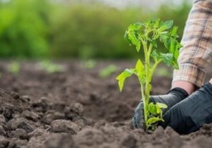 کشت نشایی گوجه فرنگی در مزارع ارسنجان