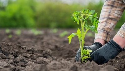کشت نشایی گوجه فرنگی در مزارع ارسنجان