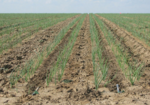 کشت پیاز در بیش از ۳۰۰ هکتار از زمین‌های کشاورزی بیضا