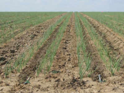 کشت پیاز در بیش از ۳۰۰ هکتار از زمین‌های کشاورزی بیضا