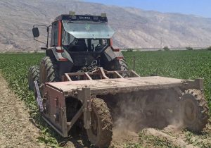 آغاز برداشت چغندر قند در جنوب فارس