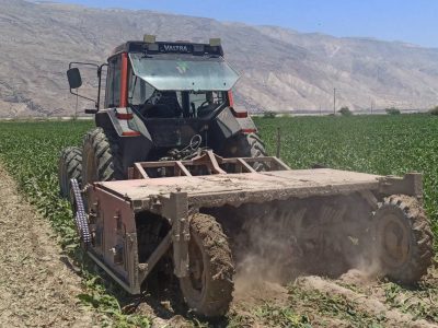 آغاز برداشت چغندر قند در جنوب فارس