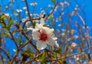 شکوفه‌های نوروزی ۱۴۰۴