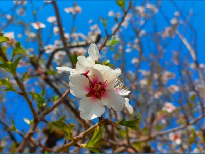 شکوفه‌های نوروزی ۱۴۰۴