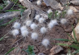 این روزها که بهار روی دیگر هستی را به ما نشان داده است