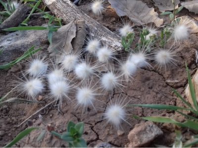 این روزها که بهار روی دیگر هستی را به ما نشان داده است