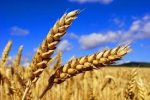 برداشت خوشه های طلایی گندم از مزارع بختگان
