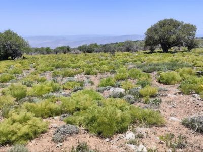 برخورد قضایی با متخلفانِ برداشتِ گیاهان دارویی