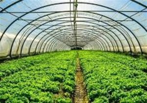 گلخانه تابع اقلیم محیط کنترل شده ای که بهره وری بالای آب