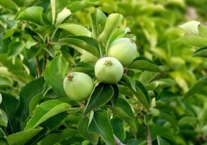 برداشت سیب ترش از باغات شهرستان قیروکارزین