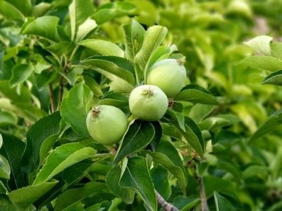 برداشت سیب ترش از باغات شهرستان قیروکارزین