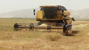 آغاز برداشت خاکشیر از هزار و ۶۰۰ هکتار مزارع بیضا