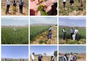 طرح جهش تولید در نیریز با جدیت ادامه دارد