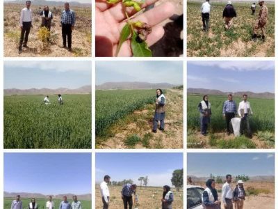 طرح جهش تولید در نیریز با جدیت ادامه دارد