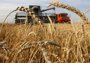 برداشت جو در بیضا