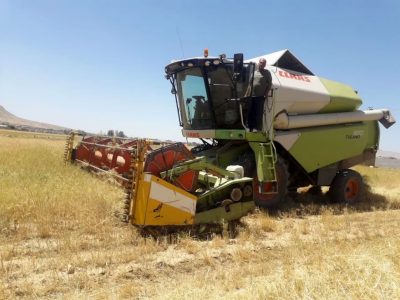 برداشت خاکشیر از دیم زار‌های شهرستان زرقان