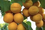 افزایش پنج برابری سطح باغ های زردآلو در بیضا