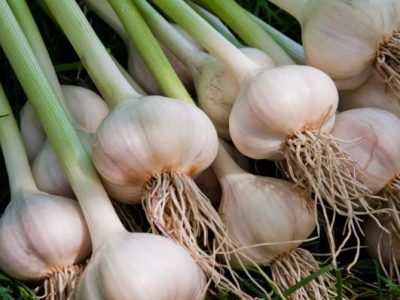 پیش بینی تولید ۱۲۰ تن سیر خشک در بیضا