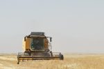 آغاز برداشت شتوی در شهرستان سروستان