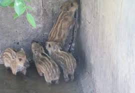 نجات توله گراز‌ها از چاه ۱۵ متری در کازرون