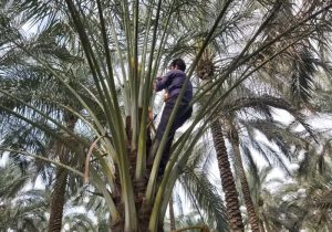 استفاده از دستگاه خردکن سرشاخه نخیلات و مرکبات در باغات قیروکارزین