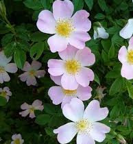 آغاز برداشت گل نسترن از گلستان‌های میمند