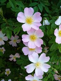 آغاز برداشت گل نسترن از گلستان‌های میمند