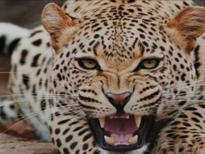 بازی دو پلنگ ایرانی در منطقه حفاظت شده پارک ملی بمو
