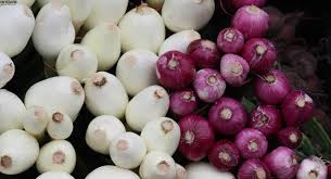 برداشت پیاز در سطح ۴۲۰هکتار از مزارع شهرستان کازرون