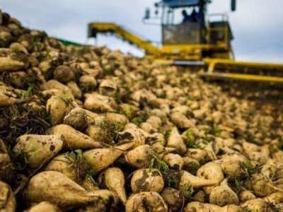 آغاز برداشت چغندرقند از مزارع قیروکارزین