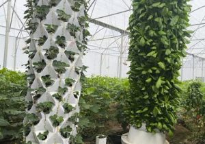 راه اندازی سیستم کشت عمودی ایروپونیک توسط گلخانه‌دار بیضایی