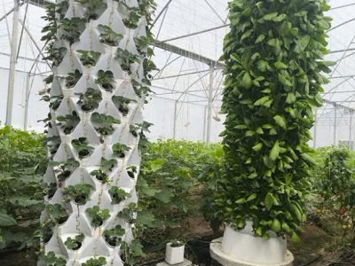 راه اندازی سیستم کشت عمودی ایروپونیک توسط گلخانه‌دار بیضایی