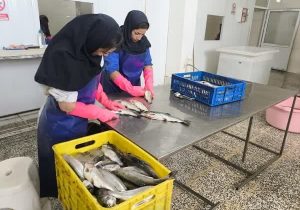 بهره برداری از یک واحد فرآوری و بسته بندی آبزیان در شهرستان بیضا