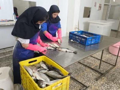 بهره برداری از یک واحد فرآوری و بسته بندی آبزیان در شهرستان بیضا