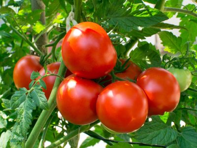 آغاز برداشت گوجه فرنگی از هزار هکتار مزارع بیضا