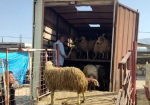 کشف ۵ محموله قاچاق دام در بیضا