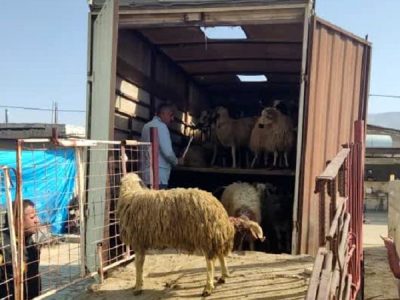 کشف ۵ محموله قاچاق دام در بیضا