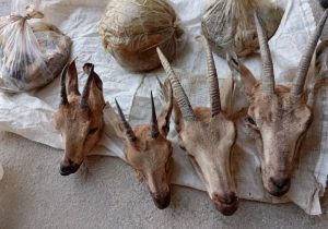 دستگیری شکارچیان غیرمجاز کل و بز در کوه هوا؛ کشف ۴ لاشه و سلاح غیرمجاز