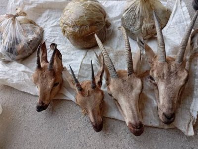 دستگیری شکارچیان غیرمجاز کل و بز در کوه هوا؛ کشف ۴ لاشه و سلاح غیرمجاز