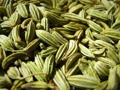 برداشت زیره سبز از مزارع نی ریز