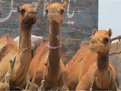 کشف سه نفر شتر زنده قاچاق در بوانات